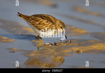 Le bécasseau minuscule (Calidris minutilla), sur l'alimentation sur la plage, USA, Floride, plage de Bunche Banque D'Images