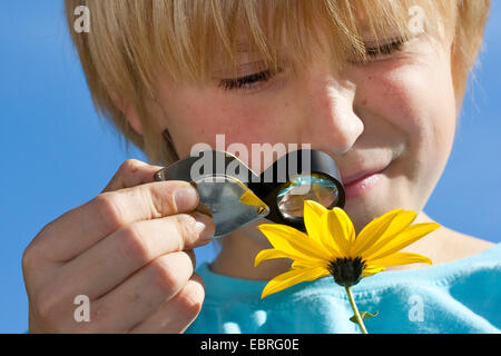 Garçon avec la loupe à la recherche à la fleur jaune d'une fleur, Allemagne Banque D'Images