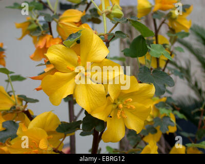 Flannelbush la Californie, la Californie, la Californie Fremontia Bush flanelle (Fremontodendron californicum, Fremontia californica), fleurs Banque D'Images