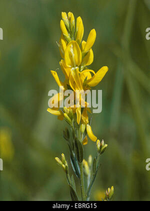 Dyer's greenweed greenweed, Dyer (Genista tinctoria), inflorescence, deuschland Banque D'Images