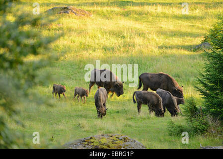 Bison d'Europe, Bison (Bison bonasus), sur une prairie au début de l'été, en Allemagne, en Bavière, Parc National de la Forêt bavaroise Banque D'Images