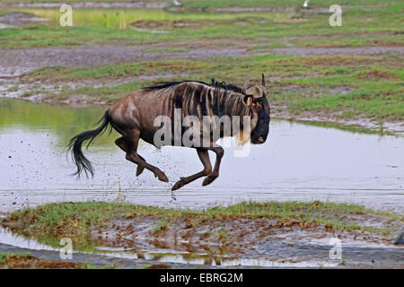 Le Gnou bleu, chat blanc, gnu-gnou barbu (Connochaetes taurinus), gnu fuyant, Tanzanie, Serengeti National Park Banque D'Images