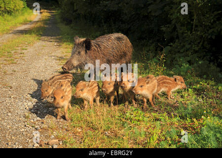 Le sanglier, le porc, le sanglier (Sus scrofa), Femme avec shoats au début de l'été, l'Allemagne, Bade-Wurtemberg Banque D'Images