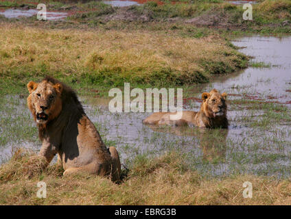 Lion (Panthera leo), les lions se rafraîchir dans l'eau, Parc National d'Amboseli, Kenya Banque D'Images