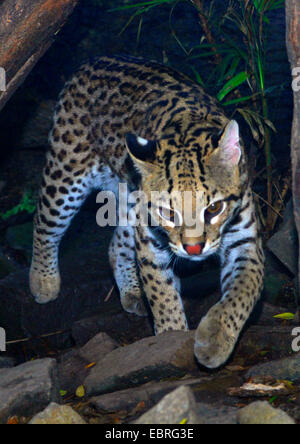 L'ocelot, Nain (Felis pardalis léopard, Leopardus pardalis), marcher sur des pierres Banque D'Images