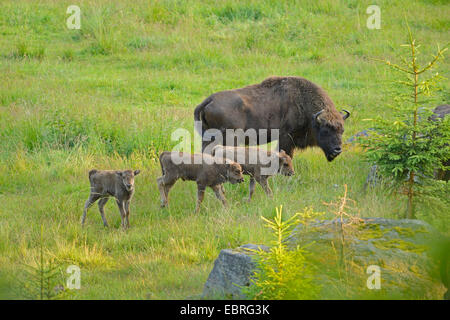 Bison d'Europe, Bison (Bison bonasus), sur une prairie au début de l'été, en Allemagne, en Bavière, Parc National de la Forêt bavaroise Banque D'Images