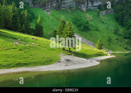 Les bovins domestiques (Bos primigenius f. taurus), les vaches au lac de Seealp, Suisse Banque D'Images