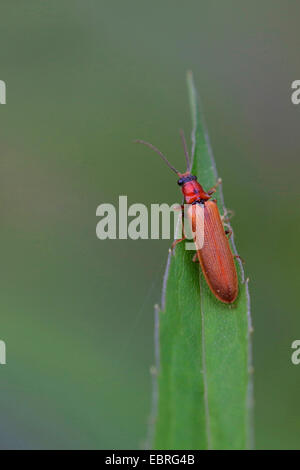 Denticollis linearis (Denticollis linearis), sur une feuille, Allemagne Banque D'Images