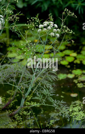 Cowbane, Victorin (Cicuta virosa), blooming, Allemagne Banque D'Images