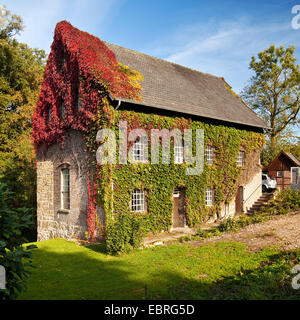 Virginia creeper, woodbine Parthenocissus (spec.), Tueshaus mill, en Allemagne, en Rhénanie du Nord-Westphalie, Ruhr, Schmallenberg Banque D'Images