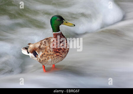 Le Canard colvert (Anas platyrhynchos), homme dans un ruisseau, Suisse Banque D'Images