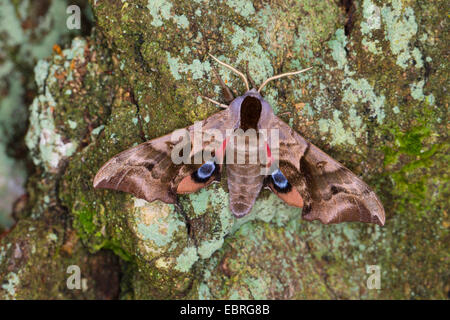 Eyed Hawk-Moth, Eyed, sphynx, Sphingidae, Schwaermer Hawkmoths, Hawk-papillons (Smerinthus ocellata, Smerinthus ocellatus), sur un tronc d'arbre couvert de lichens, Allemagne Banque D'Images