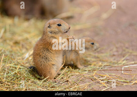 Chien de prairie, des plaines du chien de prairie (Cynomys ludovicianus), les jeunes au printemps Banque D'Images