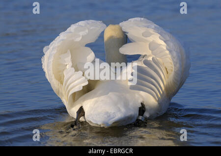 Mute swan (Cygnus olor), homme avec comportement impressionnant, Allemagne, Rhénanie du Nord-Westphalie Banque D'Images