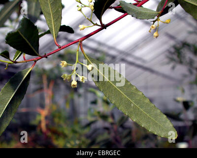 Bush de savon, savon cornouillers (Noltea africana), qui fleurit dans une maison verte Banque D'Images