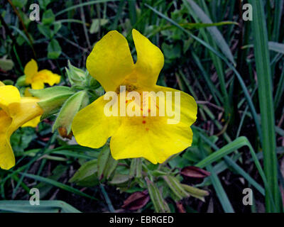 Yellow monkeyflower (Mimulus guttatus), fleur, Allemagne Banque D'Images