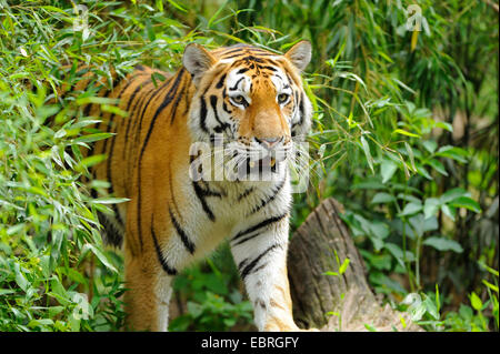 Tigre de Sibérie, Amurian tigre (Panthera tigris altaica), avec bambou Banque D'Images