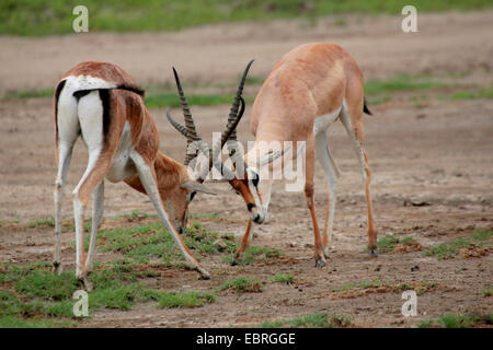 Grant's (Gazella granti), deux hommes de combat, au Kenya Banque D'Images