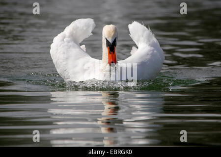 Mute swan (Cygnus olor), attaques, Allemagne Banque D'Images