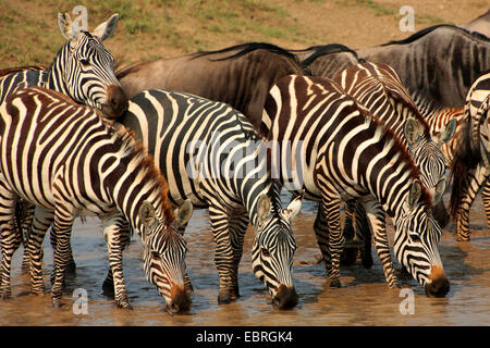 La moule commune (Equus quagga), troupeau de boire à un endroit de l'eau, le Parc National du Serengeti, Tanzanie Banque D'Images