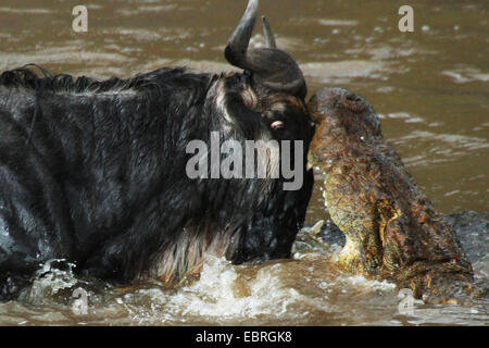 Le crocodile du Nil (Crocodylus niloticus), cocodile s'attaquer à des gnous, face à face avec les autres, Mara, Kenya, Masai Mara National Park Banque D'Images