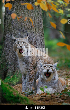 Le lynx eurasien (Lynx lynx), en couple, en Europe Banque D'Images