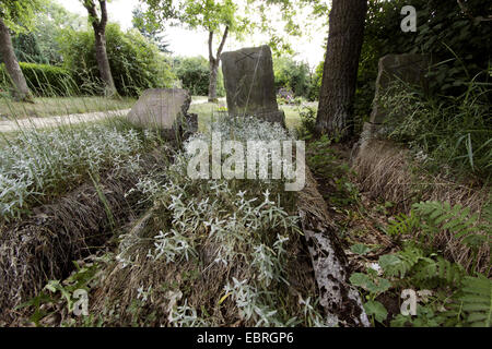 L'abandon, vieille tombe sur graveyeard à Altlewin, Allemagne, Altlewin, Neureetz Banque D'Images