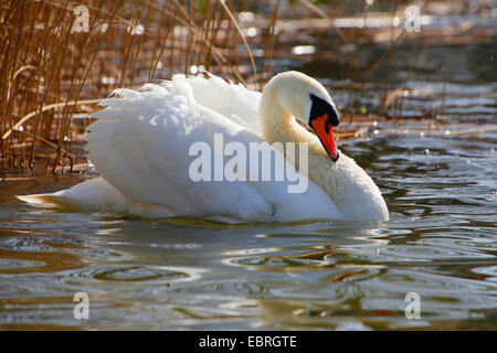 Mute swan (Cygnus olor), comportement impressionnant, Allemagne Banque D'Images