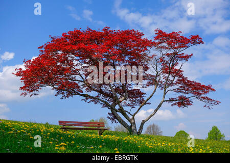 L'érable japonais (Acer palmatum), avec l'audience à le jardin du palais en Hoehenried près de Bernried au printemps, l'Allemagne, la Bavière Banque D'Images