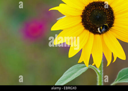 Politique du tournesol (Helianthus annuus), bourdon sur une fleur Banque D'Images