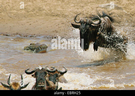 Le crocodile du Nil (Crocodylus niloticus), attaque de crocodile, gnous Mara, Kenya, Masai Mara National Park Banque D'Images