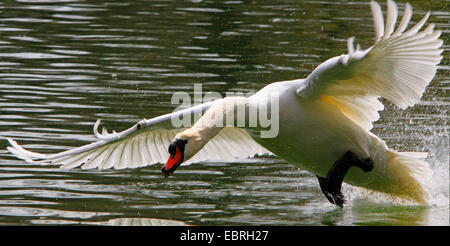 Mute swan (Cygnus olor), fonctionnant sur la surface de l'eau et les attaques, Allemagne Banque D'Images