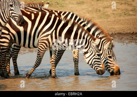 La moule commune (Equus quagga), les zèbres boire à un endroit de l'eau, le Parc National du Serengeti, Tanzanie Banque D'Images