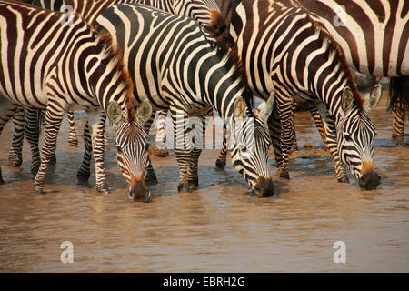 La moule commune (Equus quagga), troupeau de boire à un endroit de l'eau, le Parc National du Serengeti, Tanzanie Banque D'Images