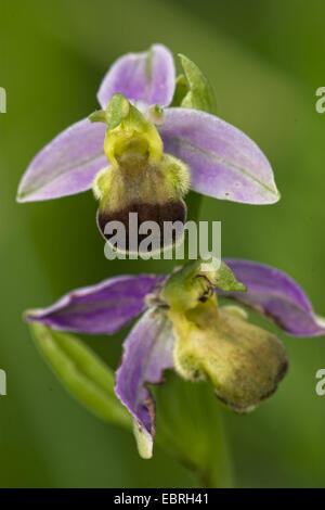 L'orchidée abeille (Ophrys apifera bicolor), bicolore, France Banque D'Images