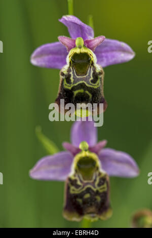 La fin de l'orchidée araignée (Ophrys holoserica ssp. maxima), deux fleurs, France Banque D'Images