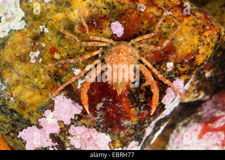 Crabe Lyre arctique sous contrat, crabe, araignée crabe, araignée de mer (Hyas coarctatus, Hyas serratus), vue du dessus Banque D'Images