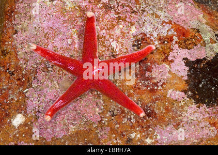 Le sang de l'Atlantique, étoile de mer Étoile Polaire Fine, élancée, étoile de mer étoile de sang, Henry sanglante, Nord de l'étoile de sang, Henricia (Henricia spec., Henricia spec.), vue du dessus Banque D'Images