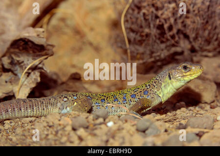 Ocellated Lizard (timon lepidus) Banque D'Images