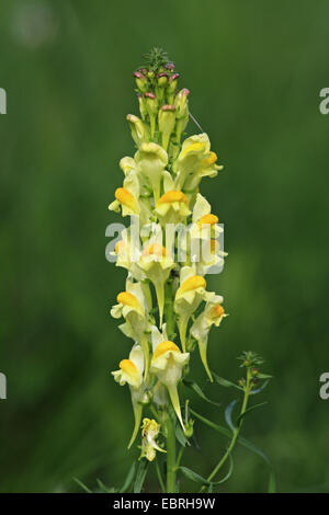 Linaire vulgaire, la linaire jaune, ramsted, le beurre et les oeufs (Linaria vulgaris), l'inflorescence, Allemagne, Bade-Wurtemberg Banque D'Images