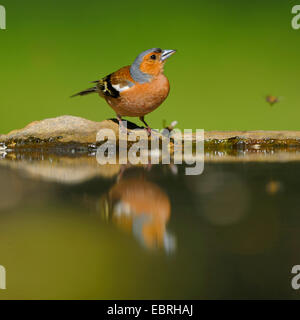 Chaffinch (Fringilla coelebs), homme des boissons dans un bain d'oiseaux, Allemagne Banque D'Images