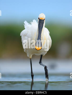 La spatule blanche (Platalea leucorodia), sur l'alimentation en eau peu profonde, la Hongrie Banque D'Images