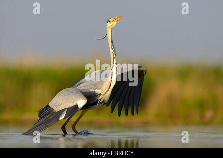 Héron cendré (Ardea cinerea), des profils de décoller, Hongrie Banque D'Images