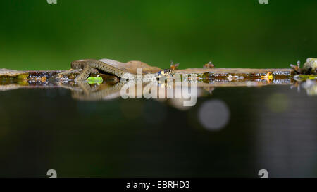 Couleuvre à collier (Natrix natrix), à l'eau avec l'image en miroir, Hongrie Banque D'Images