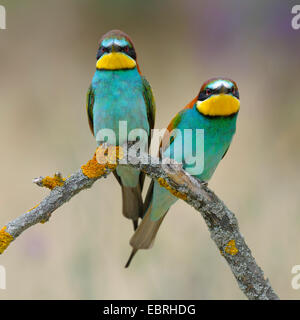 Eater Guêpier d'Europe (Merops apiaster), couple nicheur sur ses perspectives, Hongrie Banque D'Images