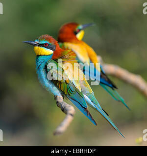 Eater Guêpier d'Europe (Merops apiaster), paire de reproduction sur une branche dans le soleil du matin, Hongrie Banque D'Images