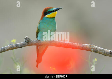 Eater Guêpier d'Europe (Merops apiaster), sur ses perspectives avec une floraison pooy en face, Hongrie Banque D'Images