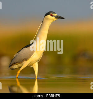 Bihoreau gris (Nycticorax nycticorax), balades adultes en eau peu profonde dans la lumière du matin, Hongrie Banque D'Images