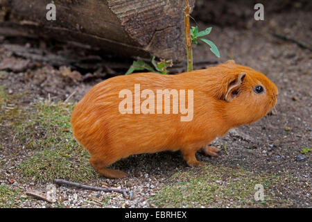 Cobaye domestique (Cavia aperea porcellus. f, Cavia porcellus), dans le jardin Banque D'Images