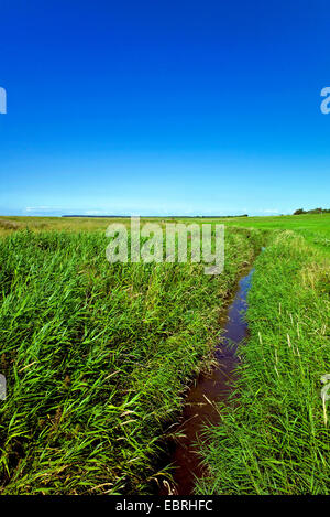 Le calamagrostis, roseau commun (Phragmites communis, Phragmites australis), les fossés de drainage, avec l'Allemagne, de Basse-saxe mer des Wadden Parc National, Spieka Neufeld Banque D'Images